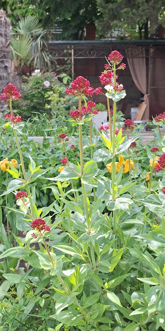 Гостевой дом Floral Courtyard Ялта